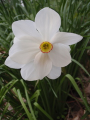 Narcissus poeticus