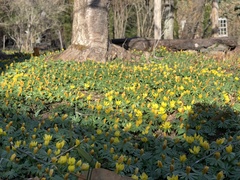 Eranthis
