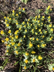 Eranthis