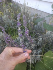Lavandula