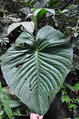 Anthurium tubualaense