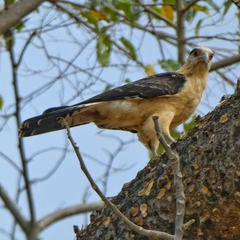 Daptrius chimachima cordatus