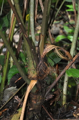 Anthurium tubualaense
