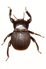 Gonopus tibialis