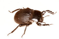 Gonopus tibialis