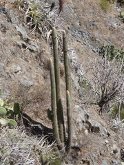 Weberbauerocereus weberbaueri