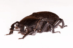 Gonopus tibialis