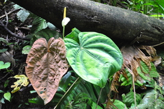 Anthurium dressleri