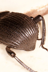 Gonopus tibialis