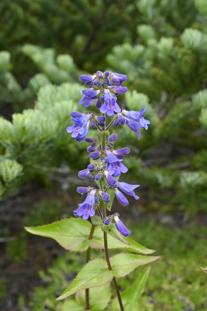 Broadleaf Beardtongue