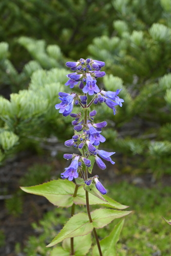 eggleaf beardtongue (Penstemon ovatus)