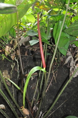 Anthurium tubualaense