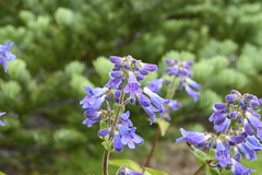 Penstemon ovatus