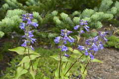 Penstemon ovatus