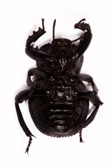 Gonopus tibialis