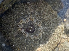 Actinostella bradleyi