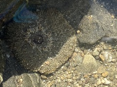 Actinostella bradleyi