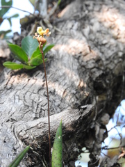 Trichocentrum brachyphyllum