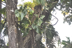 Anthurium cascajalense