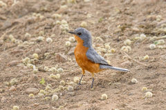 Melaenornis semipartitus