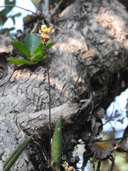 Trichocentrum brachyphyllum