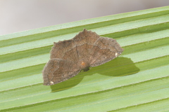 Anisoperas atropunctaria