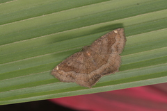 Anisoperas atropunctaria