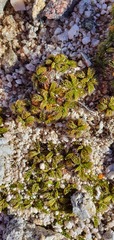 Anisotome imbricata