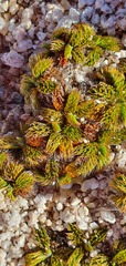 Anisotome imbricata