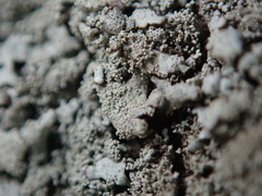 Xanthoparmelia plittii