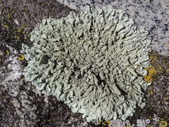 Xanthoparmelia plittii