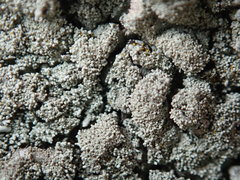 Xanthoparmelia plittii