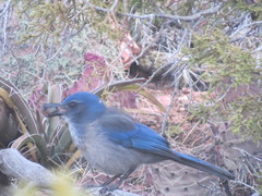 Aphelocoma woodhouseii