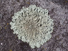 Xanthoparmelia plittii