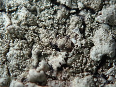 Xanthoparmelia plittii