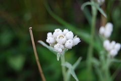 Anaphalis yunnanensis