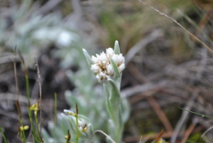Anaphalis yunnanensis