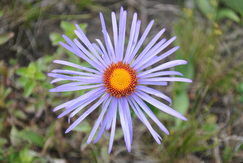 Aster brachytrichus