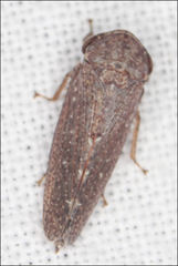 Putoniessa