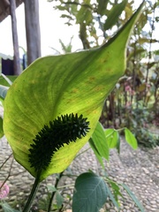 Spathiphyllum cochlearispathum