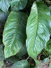 Spathiphyllum cochlearispathum