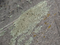 Xanthoparmelia plittii