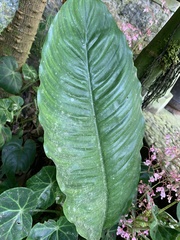 Spathiphyllum cochlearispathum