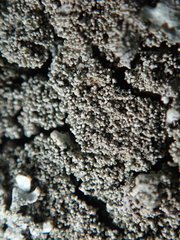 Xanthoparmelia plittii