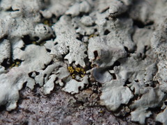 Xanthoparmelia plittii