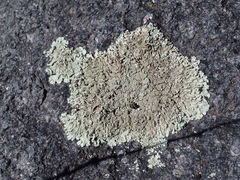 Xanthoparmelia plittii