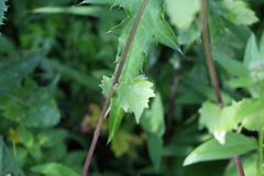 Sinosenecio oldhamianus
