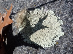 Xanthoparmelia plittii