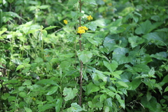 Sinosenecio oldhamianus