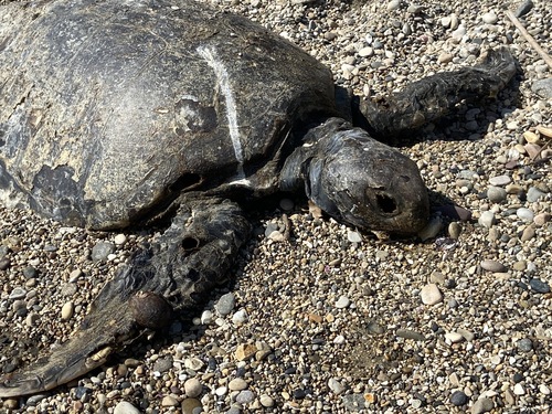 photo of Green Sea Turtle (Chelonia mydas)